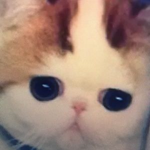 Meet your Posher, Cherish